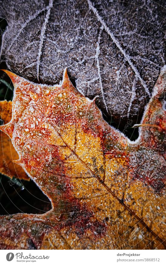 Autumn leaves with hoar frost on the ground II To go for a walk Shallow depth of field Contrast Multicoloured Day Light Copy Space bottom Copy Space left