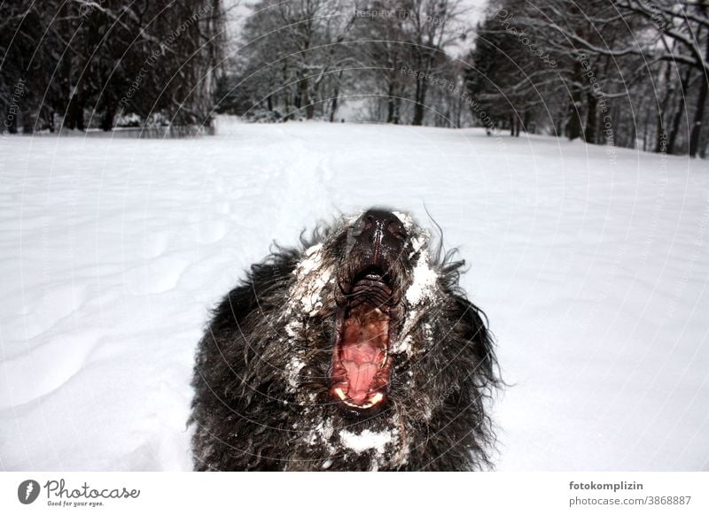 View into the mouth of a barking dog in the snow Wauwau Dog's snout Animal Communication mouth of a dog Animal portrait Winter mood Watchdog black dog cougar