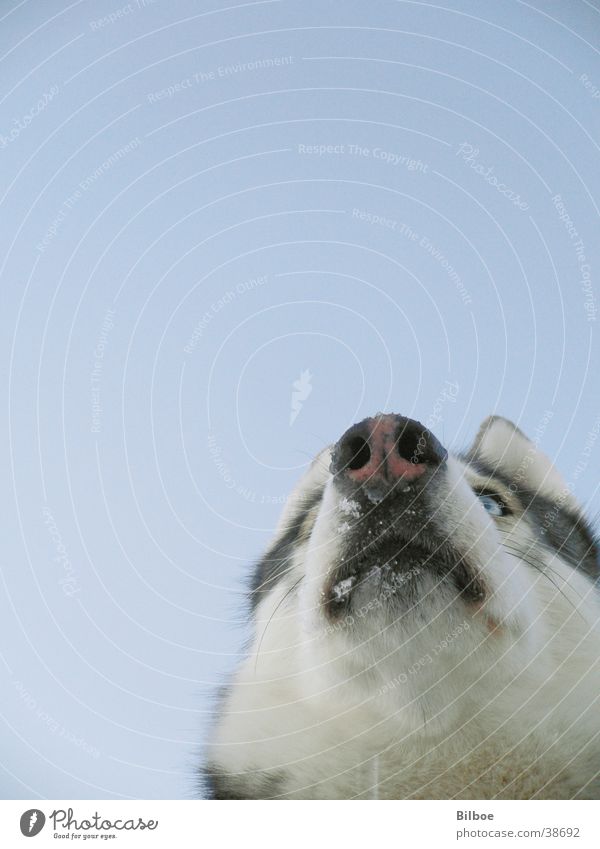 wild pet Dog Husky Snout Winter Pelt Siberian Snow Eyes Blue Looking Sky