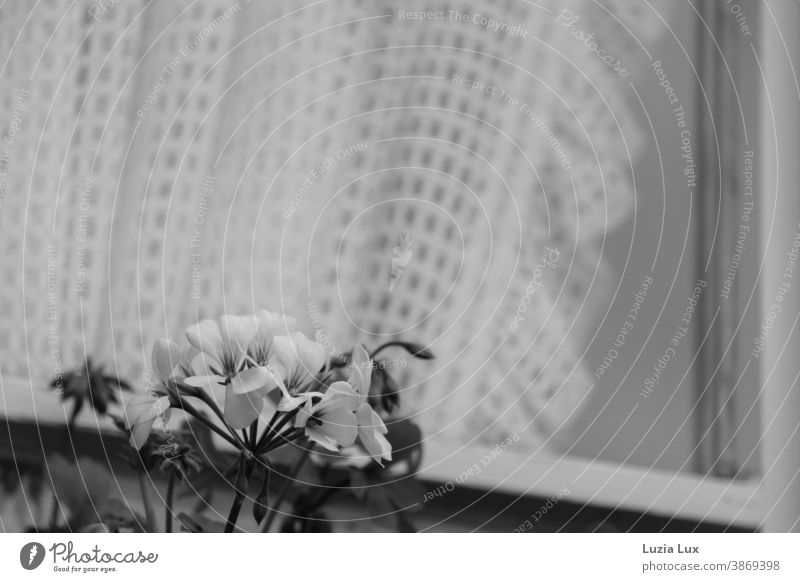 Autumn flowers in front of the window, black and white blossoms Begonia Window Curtain obliquely Black & white photo autumn flower Autumn flowering Deserted