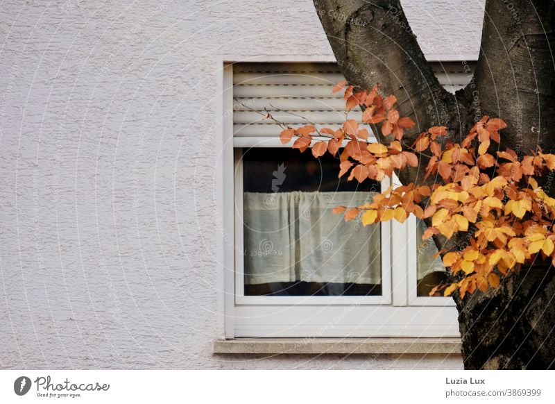 Golden autumn: Tree trunk with remains of autumnal leaves, behind it a window with roller shutter and curtain Autumn foliage Light Sunlight Shadow Exterior shot