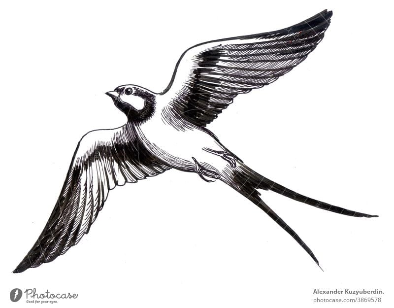 Flying swallow bird. Ink black and white drawing flying animal wings nature art artwork background illustration sketch ink