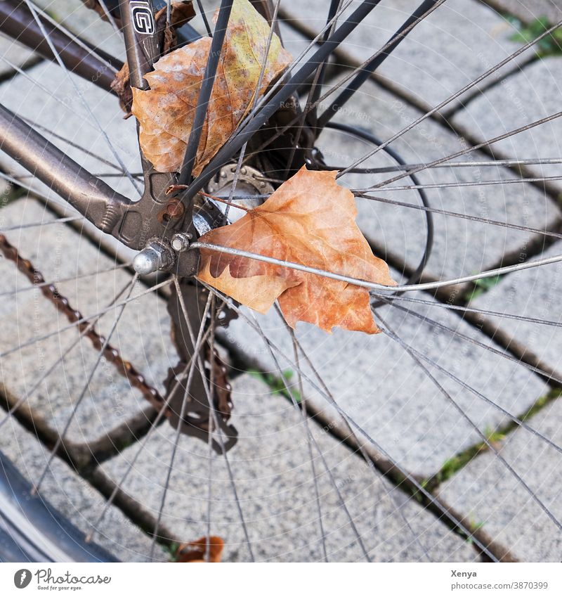 Leaf in wheel Wheel autumn leaf Autumn Bicycle Spokes curb Tire Bicycle tyre Detail Metal