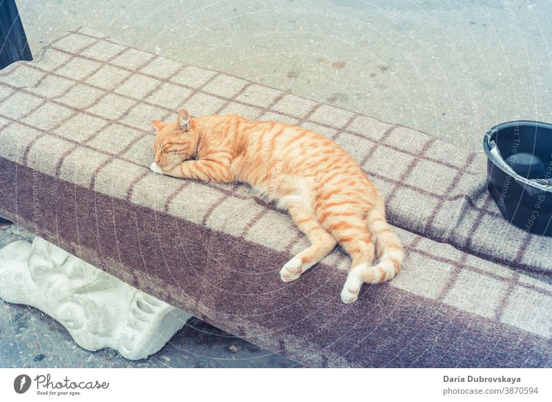 Ginger street cat sleeping on a bench closed eyes face outdoor home portrait relax feline pretty rest lovely funny fluffy mammal kitty cute yellow young