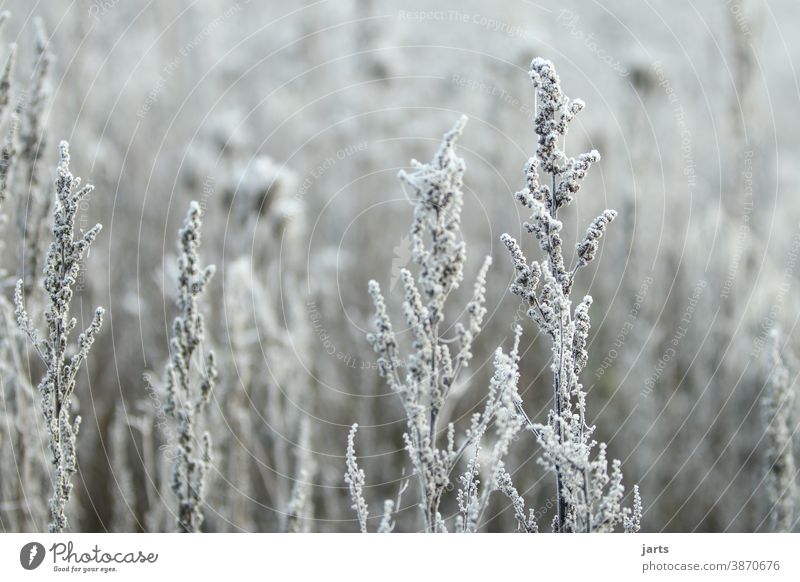 Winter White Frost Snow Cold Hoar frost Frozen Ice Freeze Ice crystal Close-up Crystal structure Nature Exterior shot Plant Snow crystal Deserted Frostwork
