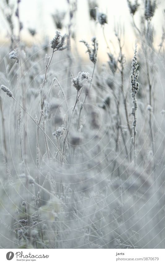 freezing cold Cold Winter Hoar frost Ice crystal Frost Frozen Freeze White Close-up Exterior shot Nature Deserted Morning plants flowers Ice Flower Plant chill
