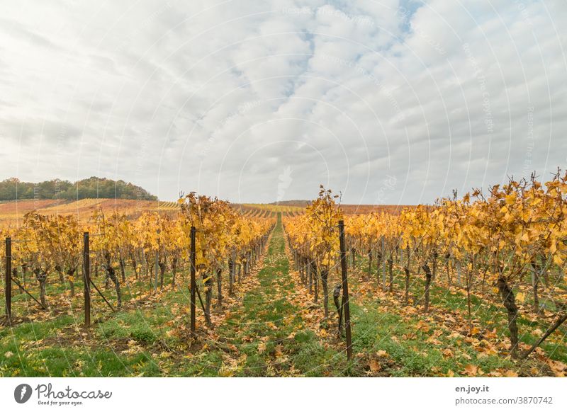 Autumn in the Palatinate vineyards Vineyard vines Sky Yellow Wine growing Agriculture Growth Rural Winery Exterior shot