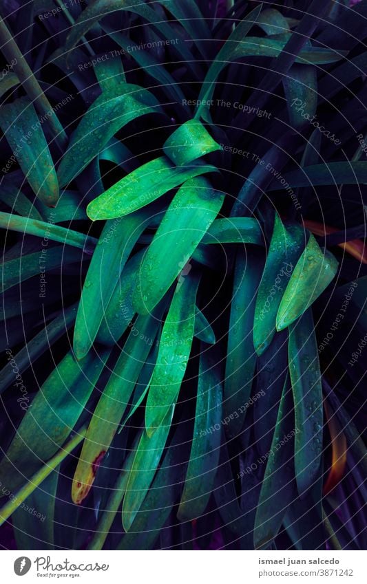 green and blue plant leaves, green background leaf colorful garden floral nature natural foliage decorative decoration abstract textured freshness outdoors