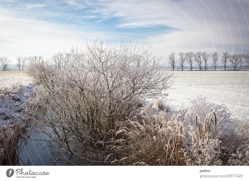 the next winter will surely come (again not). Winter Snow Sun Sky Cold Ice Frost Tree Blue Landscape Field Deserted Beautiful weather Environment Plant