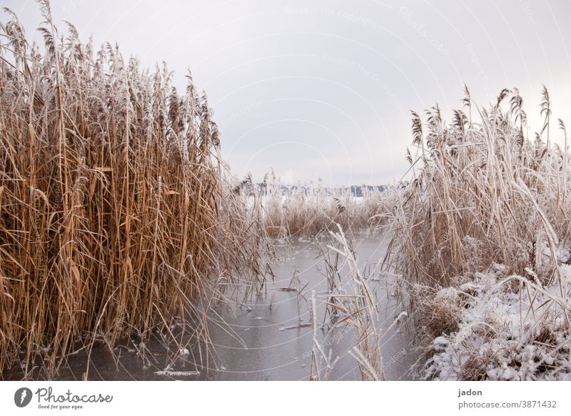 when there was still winter. reed Frost Nature Lake Water Ice Frozen Winter Cold Deserted Snow Freeze Exterior shot Environment White Hoar frost Plant