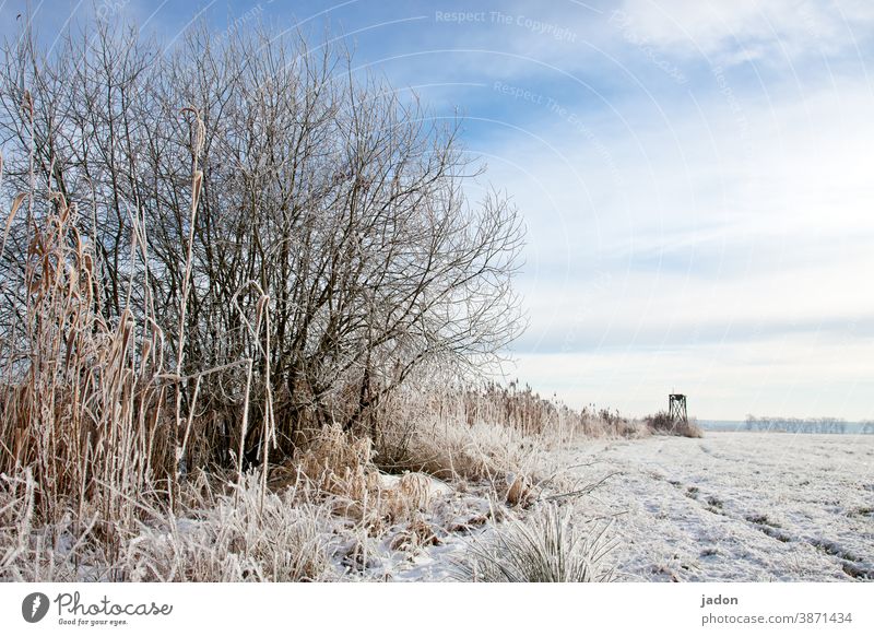 winter to the horizon. Winter Field Snow Cold Nature Tree Deserted Copy Space top White Ice Frost Environment Plant Landscape Horizon Beautiful weather