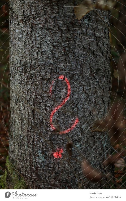 An orange question mark was sprayed on a tree trunk in the forest. Cutting down trees Tree Question mark Sign Tree trunk Forest Orange Colour luminescent Nature