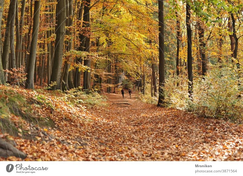 autumn walk Autumn Forest forest path leaves Tree trees forest day Nature Landscape Sun Sunlight foliage naturally Leaf Light Park Green Saxon Switzerland Wood