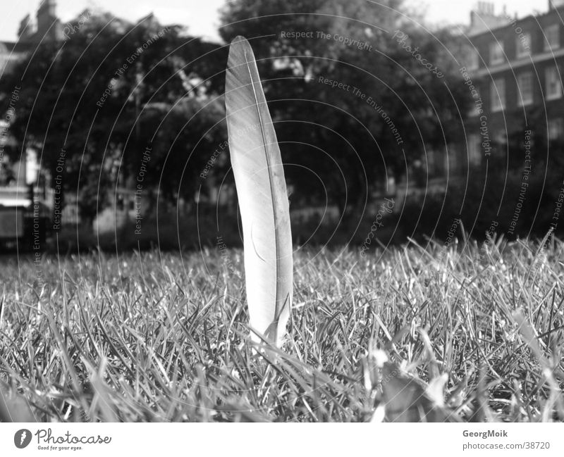 nib Park Meadow Feather Close-up Peace
