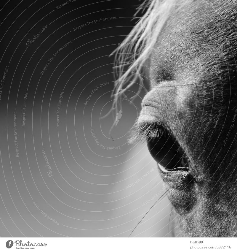 the eye of the horse Eyes Horse's head horse hair Horseback portrait horse portrait Animal portrait Animal face Pony Farm animal