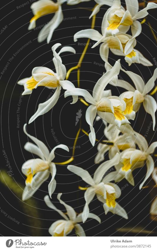 Small white delicate flowers of an orchid on black background Orchid orchids Flower Blossom Blossoming White Plant Delicate Exotic pretty Elegant Close-up