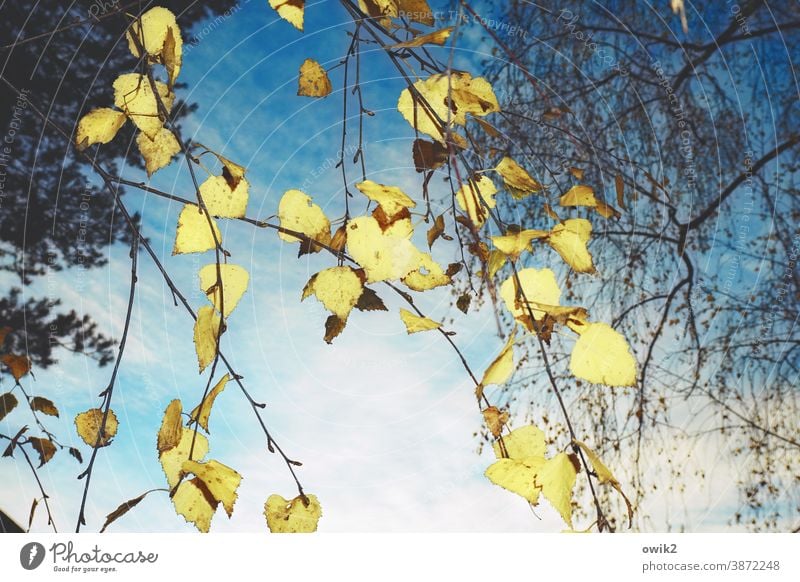 shower of gold Nature Exterior shot Hang twigs leaves Birch tree Tree Colour photo Deserted Day Plant Environment Sunlight Beautiful weather Forest Growth