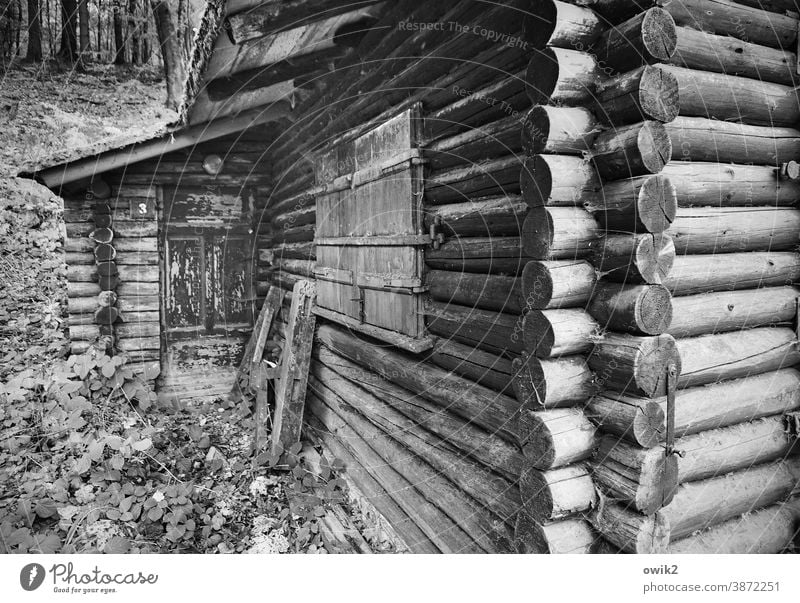 massif Wooden hut Hut Wall (building) Facade Window Firm Black & white photo Exterior shot Close-up Detail Abstract Structures and shapes Deserted Protection