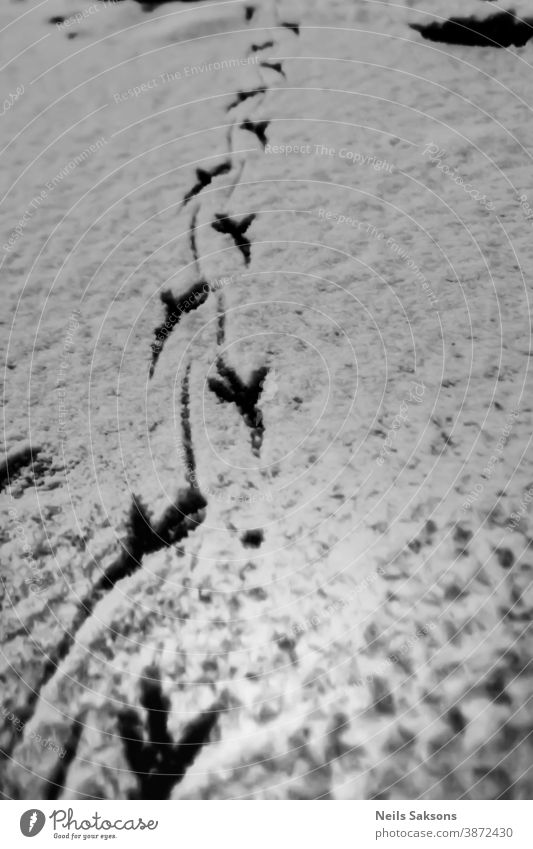 crow footprints in snow Abstract animal art background ball bird closeup cold color contrast crystal design field footstep fresh frigid frozen gray ice icy
