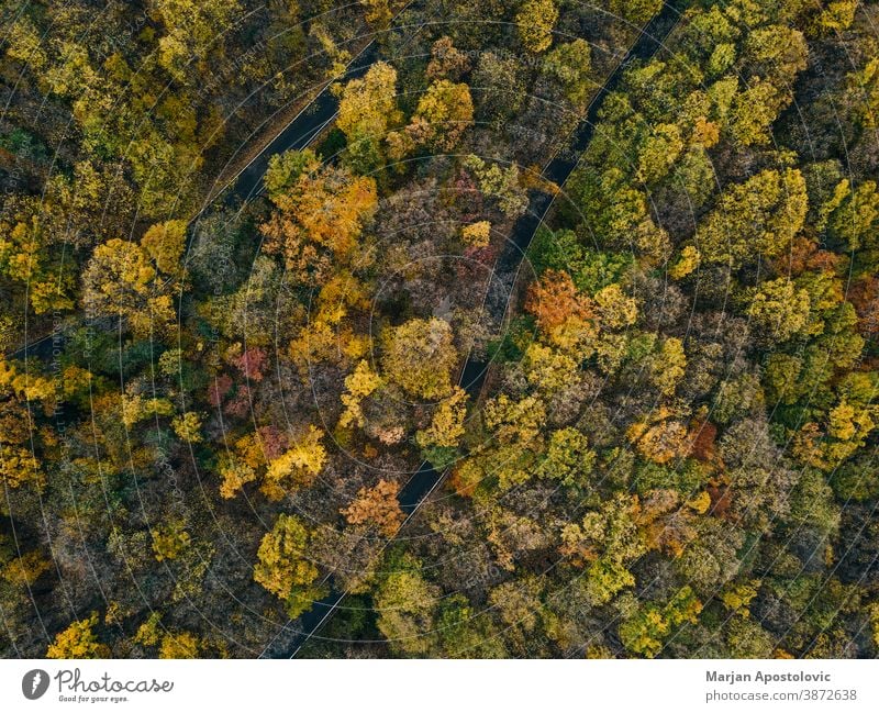 Aerial view of the forest in autumn above adventure aerial air aircraft background beautiful beech colorful colors countryside day drone environment europe