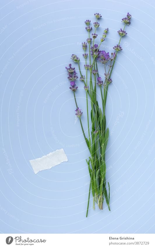 Sprigs of blooming lavender on a blue background, Empty space for text. lavandula herbal mockup herbarium vertical floral layout fresh bouquet minimal
