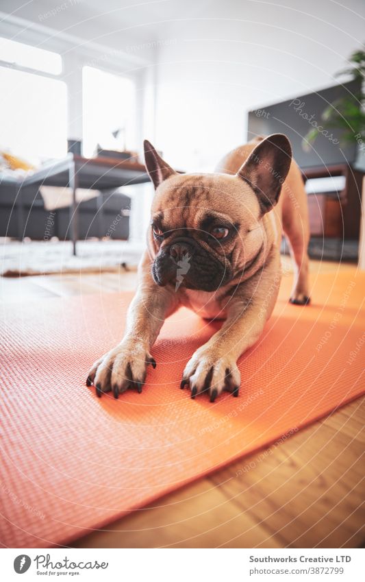 French Bulldog Stretching on yoga mat. stretch pilates meditating motion breath leisure aerobics care relaxation contemplation recreation posture well being