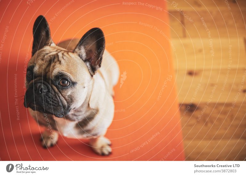 French Bulldog puppy sitting on yoga mat shot above with copy-space. pet bulldog stretch pilates meditating motion leisure aerobics care relaxation