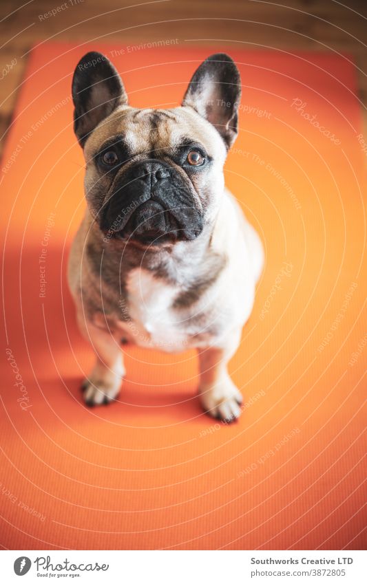 French Bulldog puppy sitting on yoga mat looking at camera. stretch pilates meditating motion leisure aerobics care relaxation contemplation recreation posture