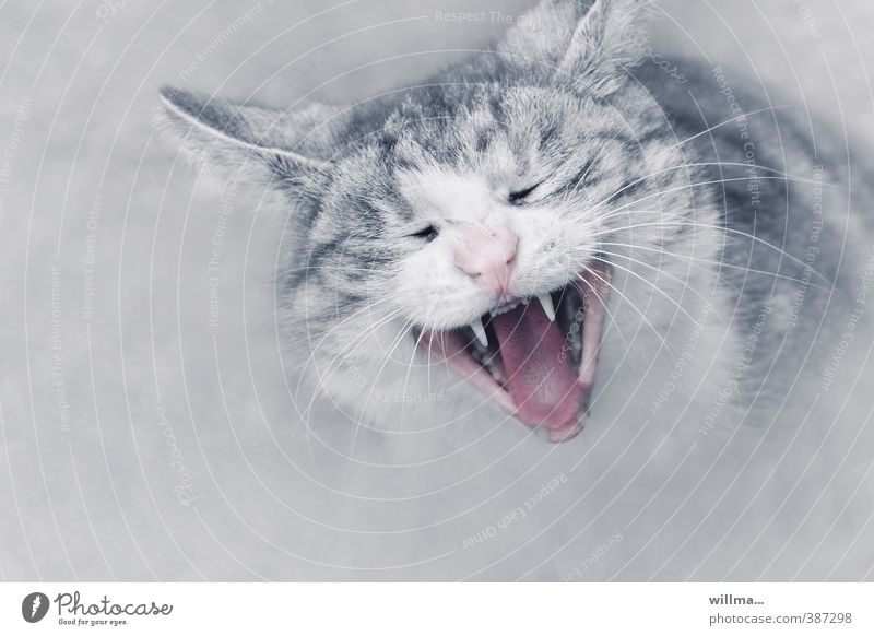 Portrait of a cat Domestic cat Pet Cat Animal face Gray Pink White Yawn Snarl Show your teeth Cat's head scratch brush Boredom Whisker Fatigue Set of teeth