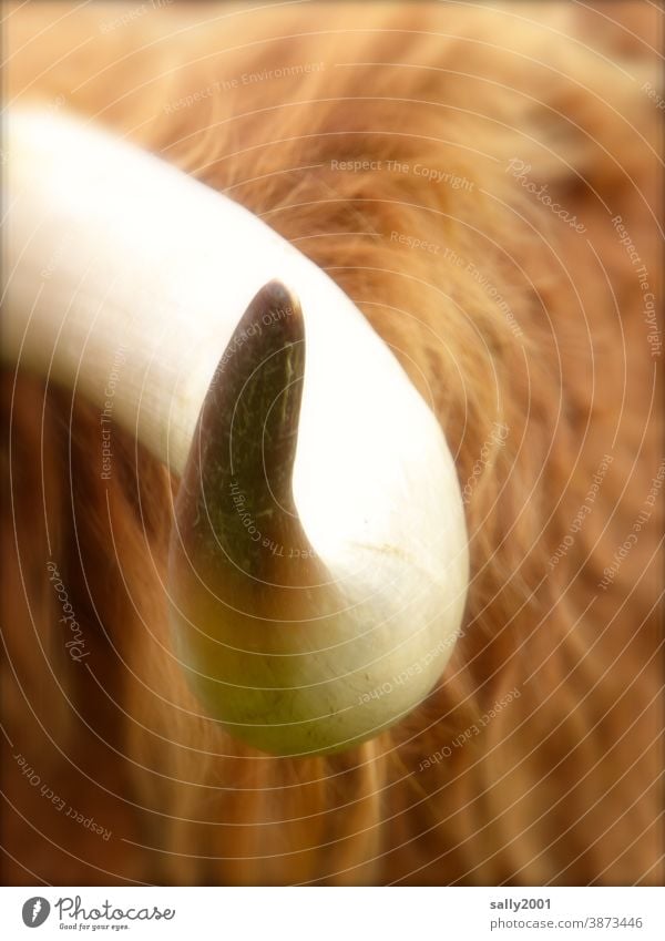 of the horn tip... Cor anglais Cattle Cow Animal Highland cattle Brown Pelt Farm animal Swing Curved Point peak Dangerous body part defense self-protection