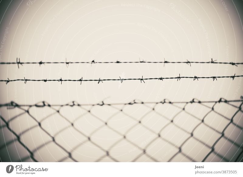 Barbed wire fence - trapped or free Fence Wire Wire netting fence Thorn Protection Barrier cordon Border Metal Captured captivity Threat Bans Penitentiary