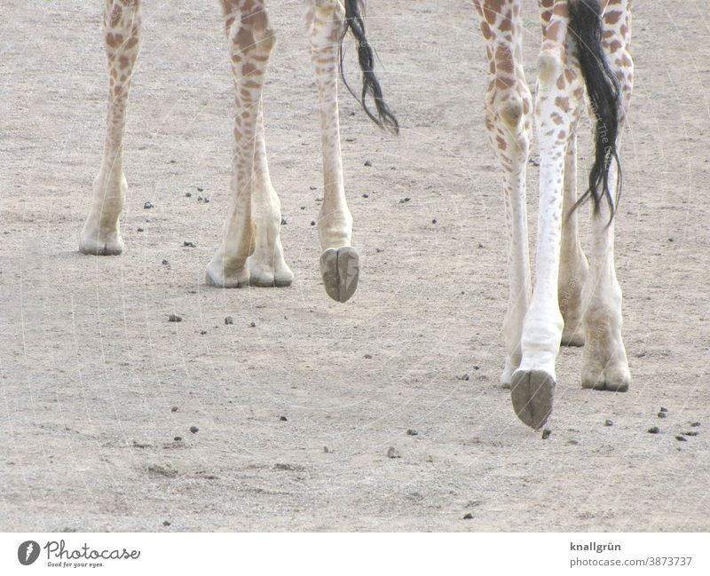 Eight giraffe legs Giraffe Animal Legs 8 Hooves tail tip of the tail Zoo Africa Mammal Safari Wild animal world Vacation & Travel African Exterior shot Nature