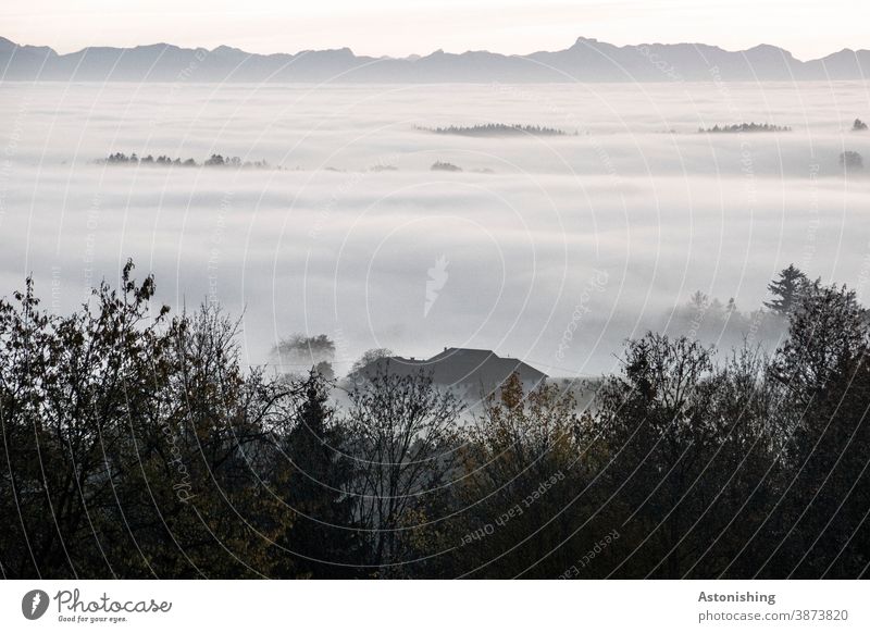 Sea of fog before the mountains Fog Alps Austria Forest Nature Vantage point idyll House (Residential Structure) Farm Roof White Gray Peak Sky wide Horizon