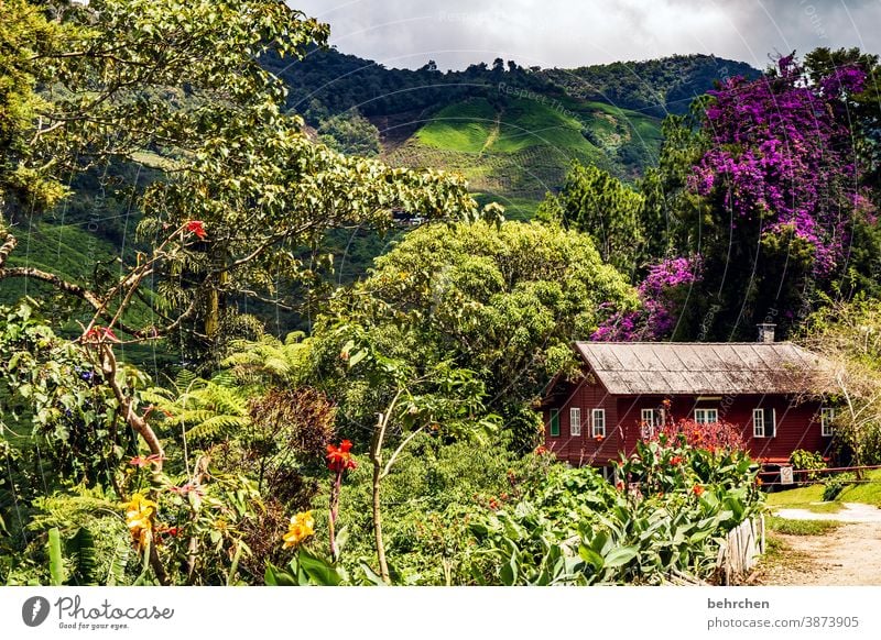 wild beauty Exterior shot Malaya cameron highlands House (Residential Structure) Wooden hut Green Colour photo Asia pretty Fantastic Exotic Exceptional