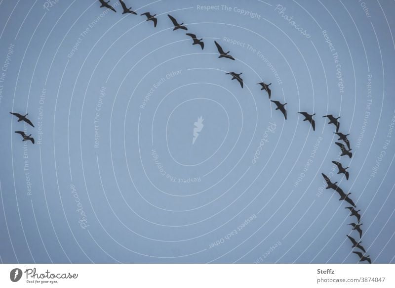 HAPPY BIRTHDAY PHOTOCASE for the 19th birthday! / We all move in the same direction goose flight Migratory birds Team geese Flight of the birds Formation flying