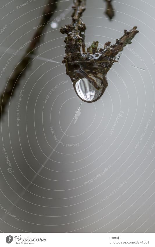 Water drops on branch, with spider threads Drops of water Wet Loneliness Nature Autumn Bad weather Hang Reluctance Concern Uniqueness Reflection Round Fluid