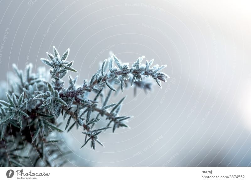 Juniper with ice decoration Plant Uniqueness Nature Point Dark Thin Thorny Colour photo Subdued colour Morning Frozen pointy Authentic chill Frost naturally