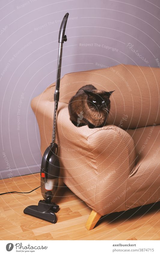 upright bagless vacuum cleaner standing next to cat on sofa living room housework household home appliance domestic cat hair pet hair cleaning equipment