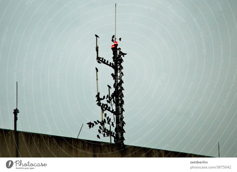 Birds on a transmitter mast Evening Berlin Movement Trajectory Airport airport building Airfield Building House (Residential Structure) Sky Deserted Nature