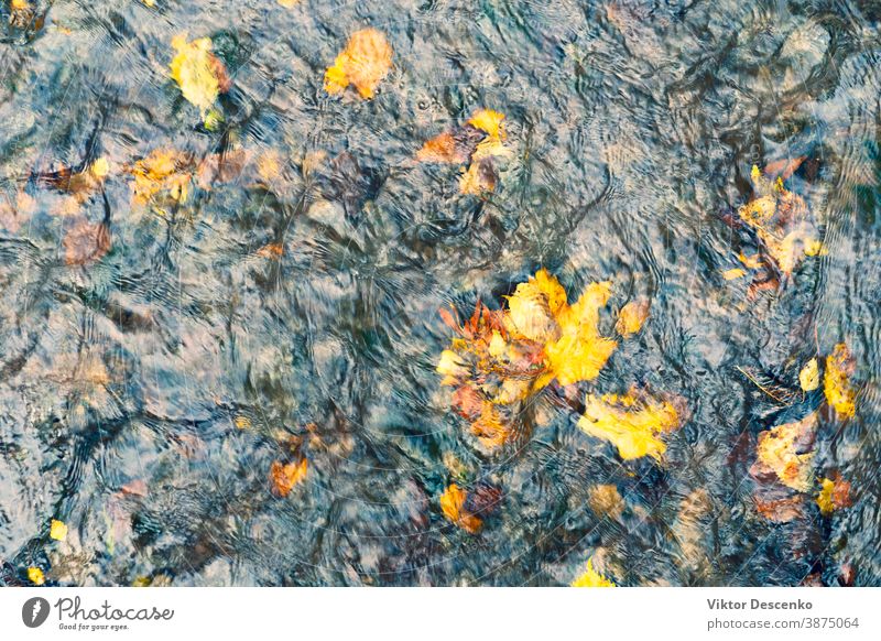 Yellow autumn leaves in water stream background abstract tree pattern vintage texture nature fish leaf colorful yellow forest outdoor orange fall beautiful wet