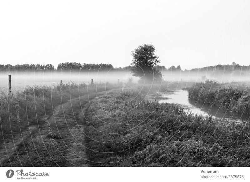 Mist on a path between two paddocks and a small river tree trees autumn forest forests meadow meadows farmland horse paddock black / white sky per day wet cold