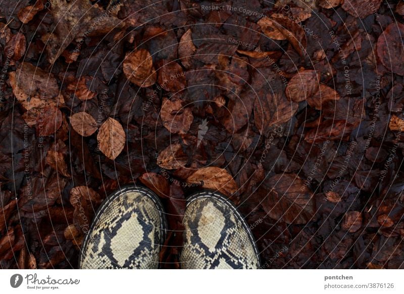 Shoes in wet autumn leaves. Autumn foliage Wet Footwear Fashion Snakeskin Autumnal Autumnal colours Ground Nature Season Transience Brown Pattern trend