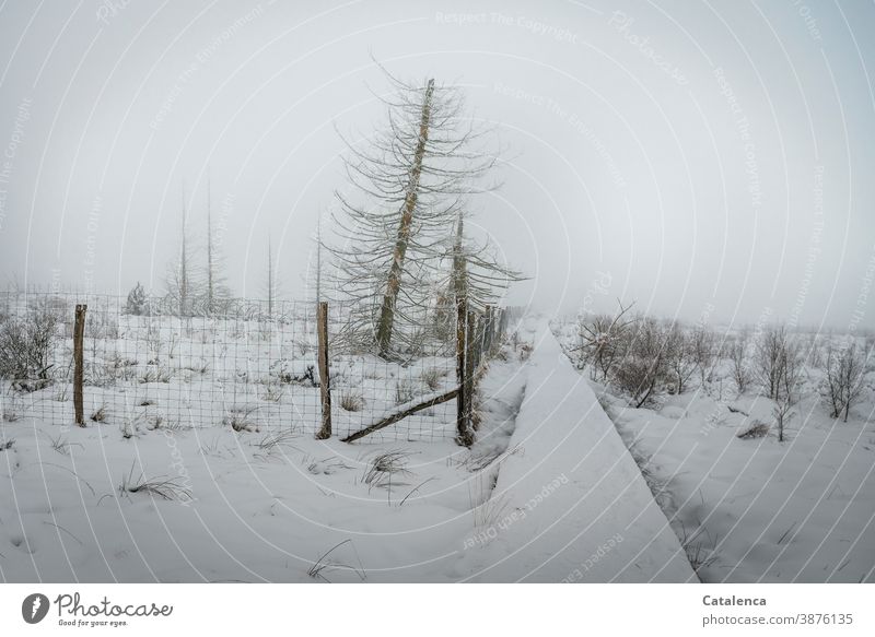 Snowy landscape in a high moor on a foggy morning Winter Landscape Environment Fog Horizon Bad weather Frost paths and paths High venn Plant Tree Bushes Spruce
