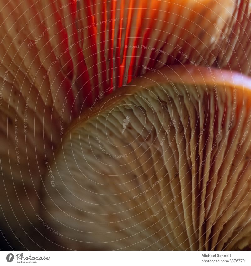 Two mushrooms photographed from below small and big Mushroom mushroom slats Nature Forest Autumn Colour photo Exterior shot Environment Close-up