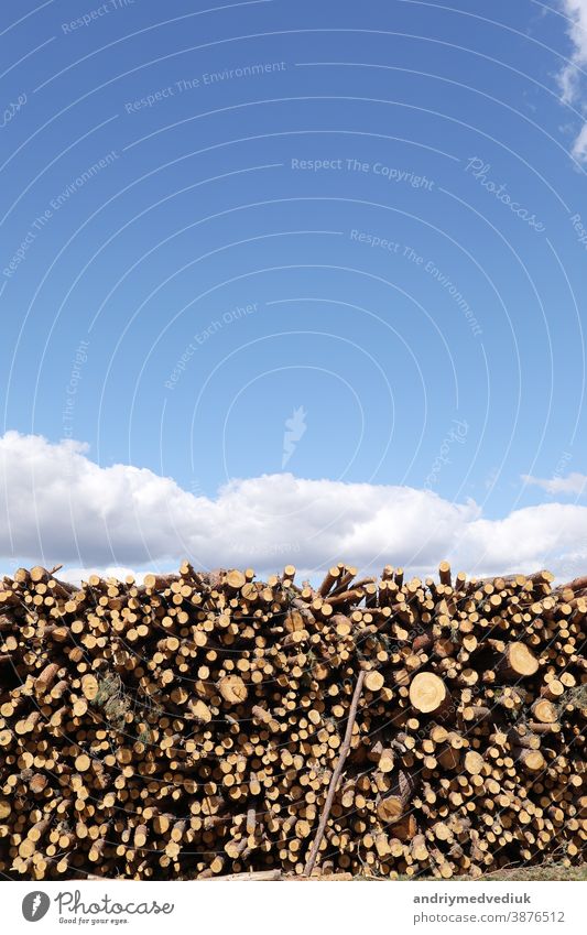 bunch of felled trees near a logging site. Piles of wooden logs under blue sky. place for text trunk timber material lumber nature industry forest cut forestry