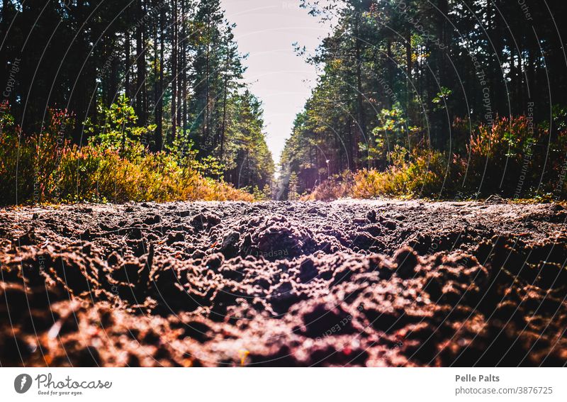 Straight dirt road in the forest. tree trees nature dirty sun sunny autumn straight bushes living walk walking