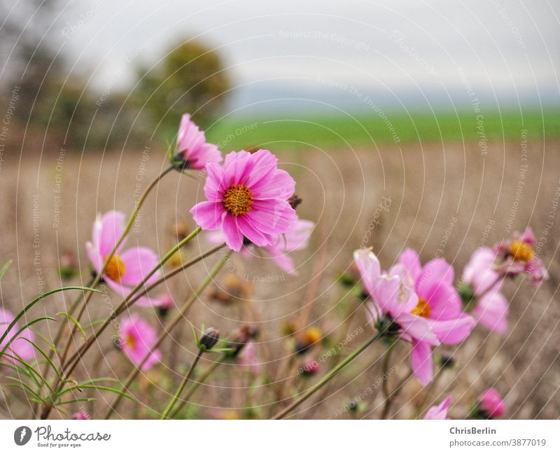 pink Cosmea Pink Blossom Flower Plant Nature Close-up Colour photo Spring Exterior shot Deserted Shallow depth of field Blossoming Copy Space top blurriness