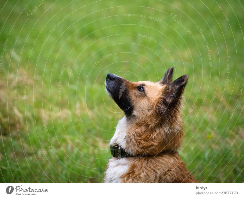 Sheepdog mongrel looks up concentrated and expectant Dog dog school Concentrate Shepherd dog Crossbreed upbringing Fixation Pet animal portrait
