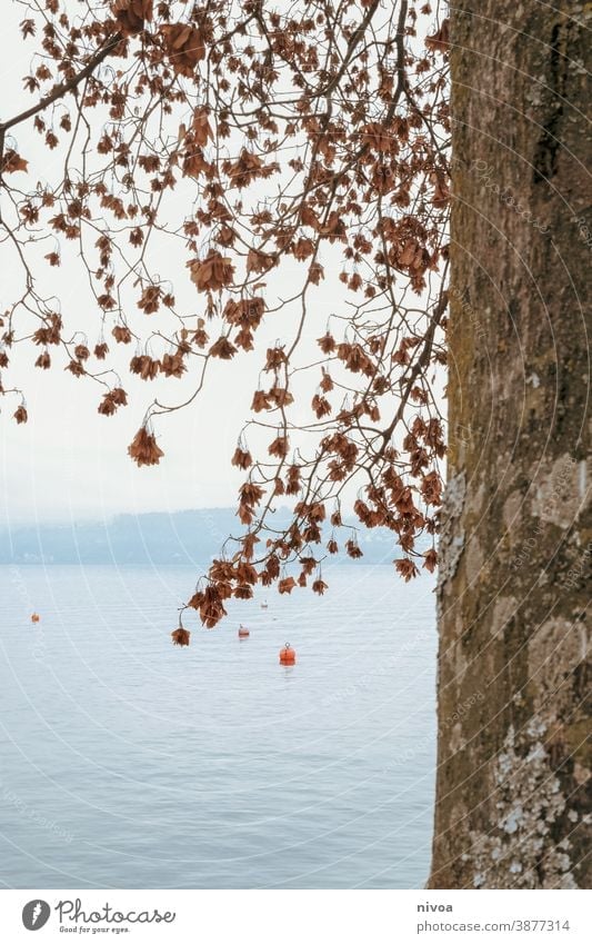 Lake Zurich in autumn zurichsee Autumn Tree trunk bark leaves branches Buoy Environment Twigs and branches Green Nature Forest Deserted Plant Leaf Exterior shot