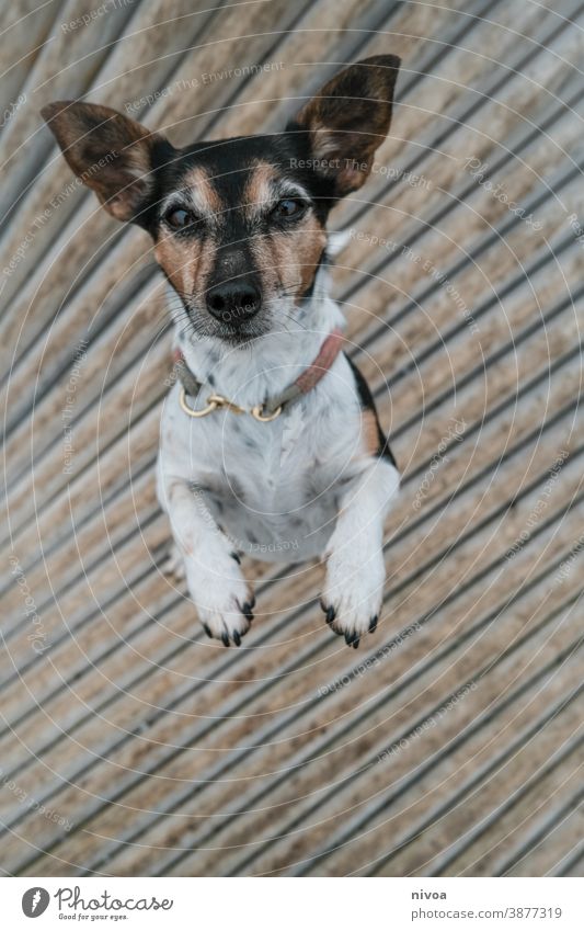 Jack Russell Terrier stands on his hind legs Jack Russell terrier jack russell man Dog Animal Pet White 1 Brown Small Cute Purebred Looking Exterior shot